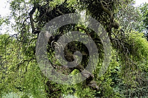 the tree has spread strangely, which is unusual, and very interesting. (old gnarled tree stock images)