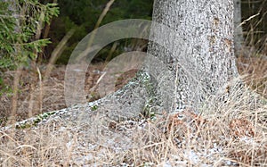 Tree and hay