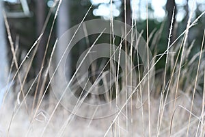 Tree and hay