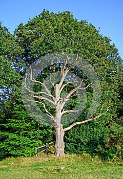 Tree on Hayes Common in Hayes, Kent, UK