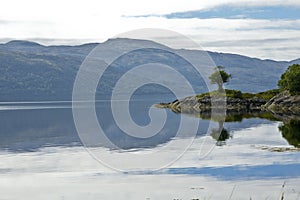 Tree on a headland overlooking Loch Sunart