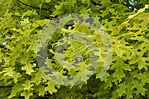 Tree Health Problems: Chlorosis