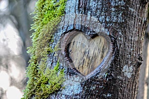 Tree Heart