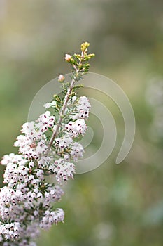 Tree heath