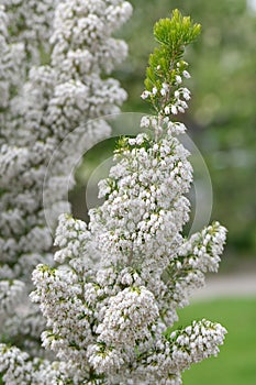 Tree heath Erica arborea var. alpina white flowers