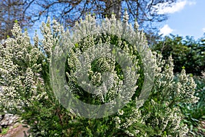 Tree heather (erica arborea) tree