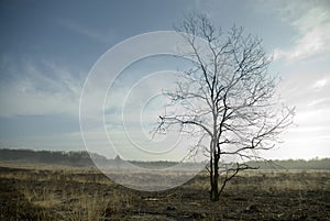 Tree in the heathland