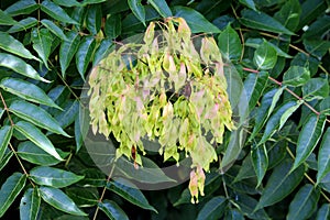 Tree of heaven or Ailanthus altissima suckering deciduous tree with bunch of seeds between densely growing dark green leaves