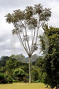 Tree of Heaven growing in a garden, a species of Ailanthus