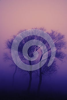 Tree in heavy fog