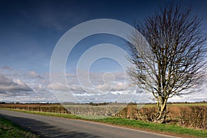 Tree and hedgerow