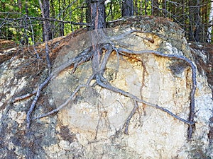 The tree is held by its roots to the ground