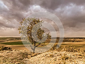 Tree high up in the Toledo steppe in autumn photo