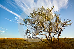 Tree on a Hill