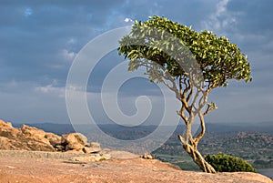 Tree on a hill