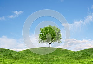 Tree on hill