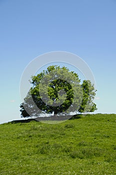 Tree on hill