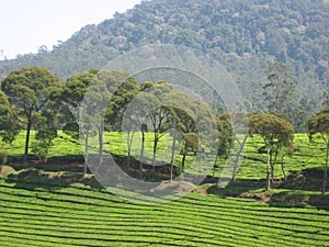 Tree beside of hill at Ciwidey Tea Plantation