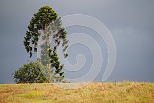tree on a hill