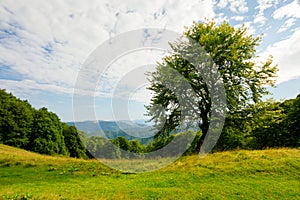 Tree on the hill in green mountain landscape