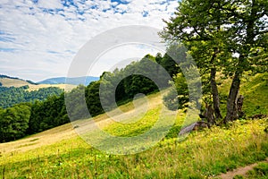 Tree on the hill in green mountain landscape.