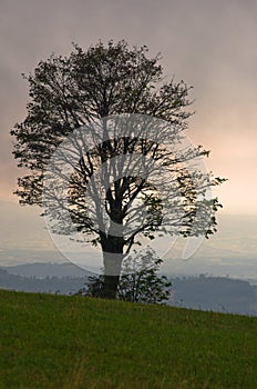 Tree on a hill just before a quick summer storm at Rajac