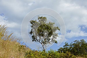 Tree on hill at Khao Lon mountain in Thailand
