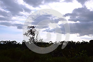 Tree on hill at Khao Lon mountain in Thailand