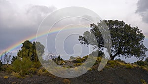 Tree on the hill with the rainbow behind, beauty in abundance photo