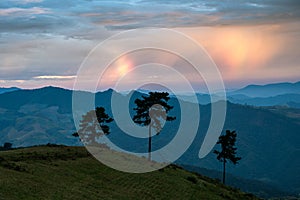 Tree on hill with rainbow cloud phenomenon in the morning