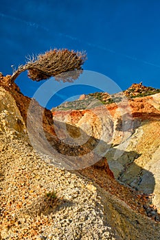 Tree on hill slope. Milos island, Greece