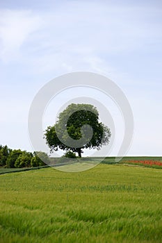 Tree on the hill
