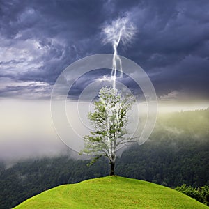 Tree on the hill struck by lightning.