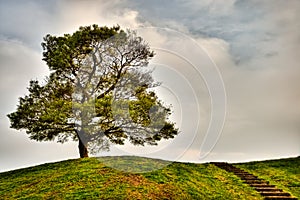 A tree at the Hill Top