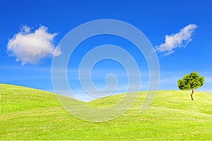 Tree on the hill under the blue sky.