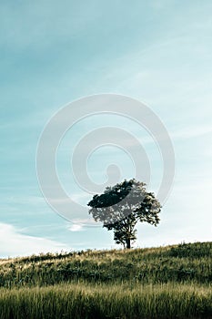 A tree on a hill, vintage, with the sky in the background