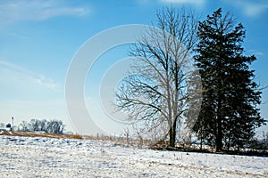 Tree on a Hill in Winter