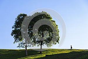 The tree on the hill