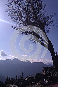 Tree on the hills of Cingjing in Nantou