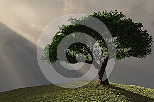 Tree on hillside