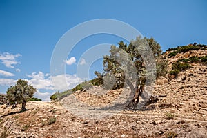 Tree on a hillside in