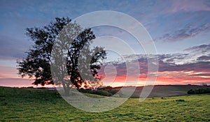 Tree on a hilltop with sunset sky background