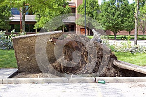 Tree hit by derecho in Elgin   843763 photo