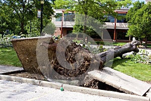 Tree hit by derecho in Elgin   844104 photo
