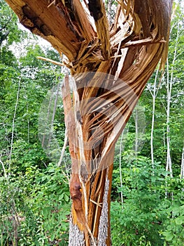 Tree hit by lightning splintered