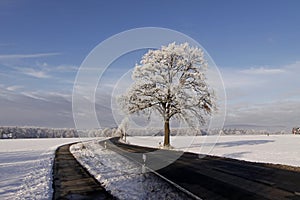 Tree with hoarfrost