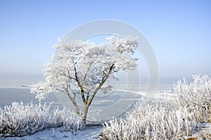 Tree in hoarfrost