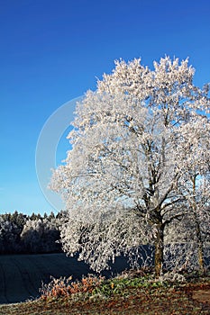 Tree with hoarfrost