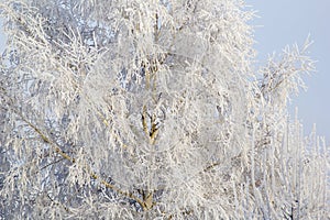 Tree in hoarfrost