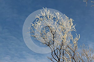 Tree in hoarfrost against the sky